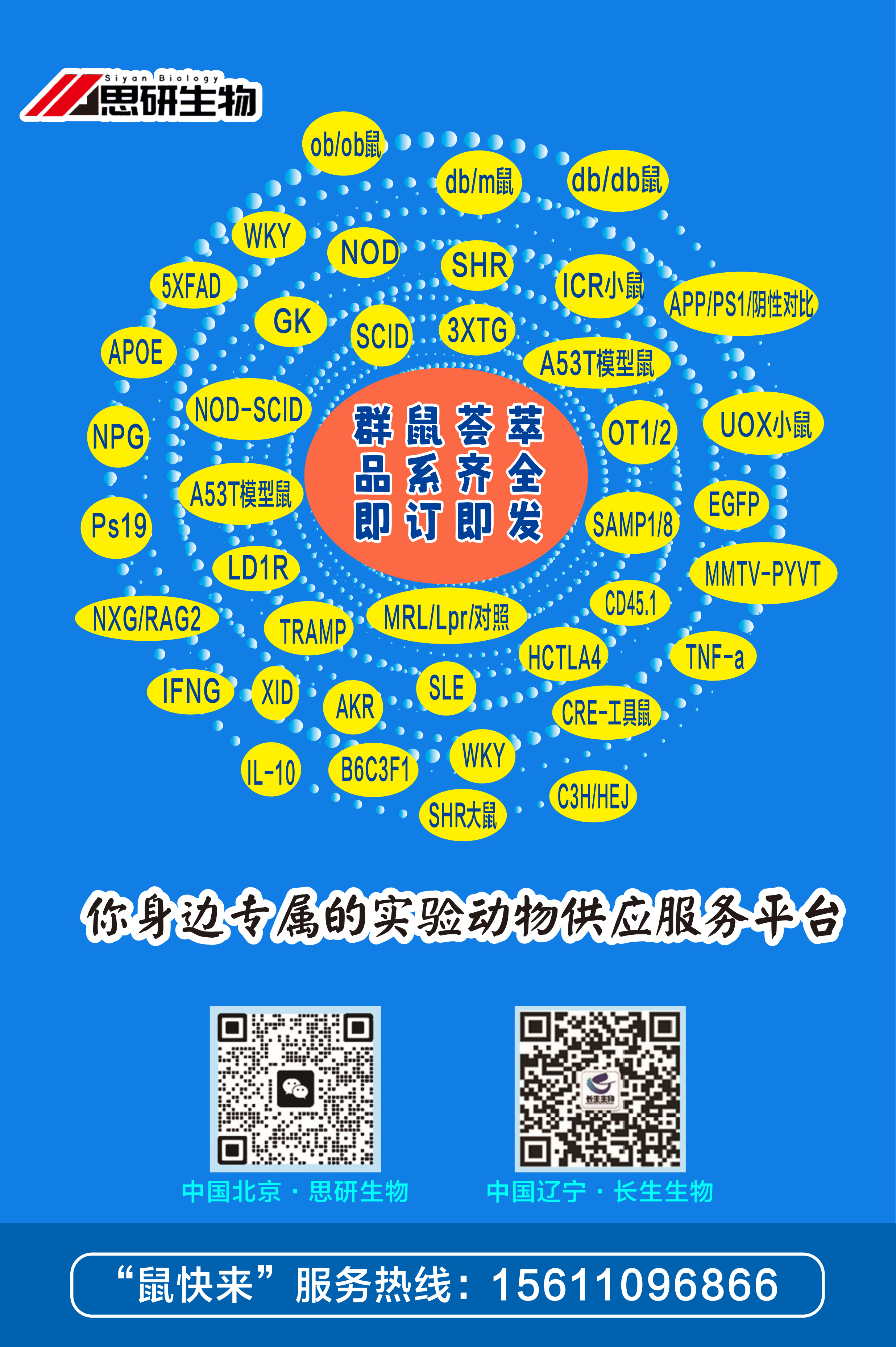 群鼠荟萃.jpg